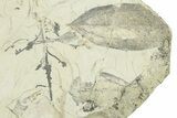 Miocene Fossil Leaf Plate - Augsburg, Germany #254147-2